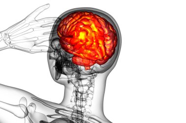 beyin tıbbi illüstrasyon  