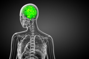 beyin tıbbi illüstrasyon  