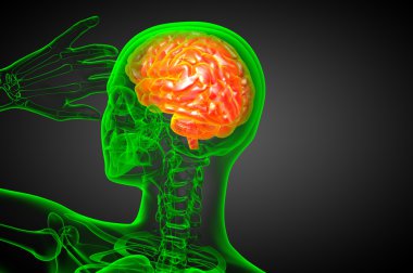 beyin tıbbi illüstrasyon  