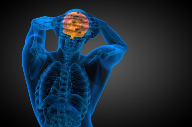 beyin tıbbi illüstrasyon  