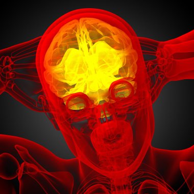 beyin tıbbi illüstrasyon  