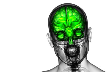 beyin tıbbi illüstrasyon  