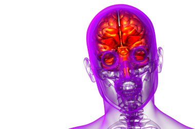 beyin tıbbi illüstrasyon  