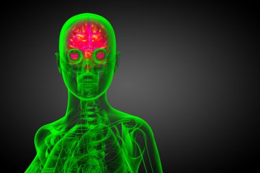 beyin tıbbi illüstrasyon  