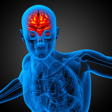 beyin tıbbi illüstrasyon  