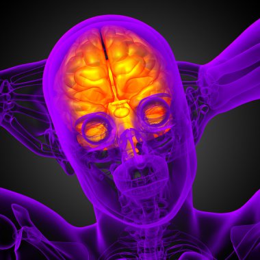 beyin tıbbi illüstrasyon  