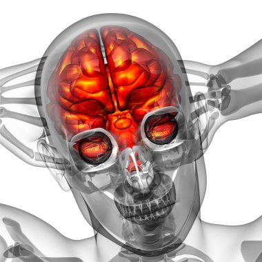 beyin tıbbi illüstrasyon  