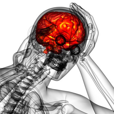 beyin tıbbi illüstrasyon  