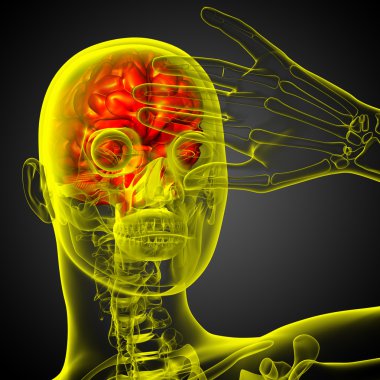 beyin tıbbi illüstrasyon  