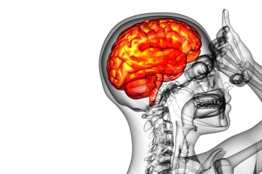 beyin tıbbi illüstrasyon  