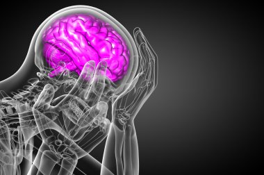 beyin tıbbi illüstrasyon  
