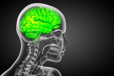 beyin tıbbi illüstrasyon  