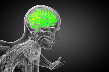 beyin tıbbi illüstrasyon  