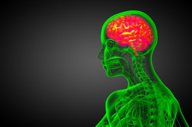 beyin tıbbi illüstrasyon  