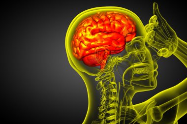 beyin tıbbi illüstrasyon  