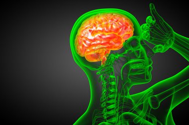 beyin tıbbi illüstrasyon  