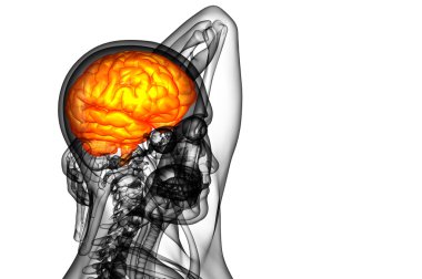 beyin tıbbi illüstrasyon  