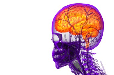 beyin tıbbi illüstrasyon  