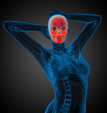 3D render illüstrasyon kafatası 