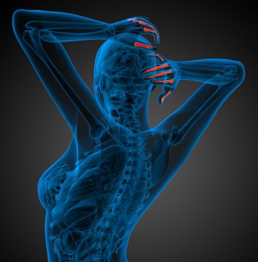 3D render illüstrasyon insan parmak kemiği el