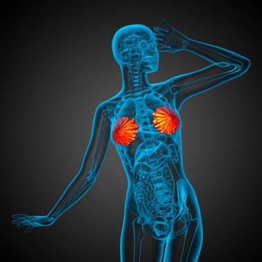 3D render Medikal illüstrasyon insan meme 