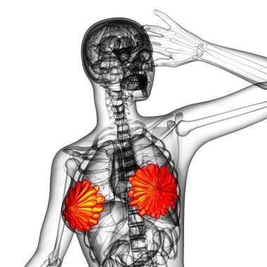 3D render Medikal illüstrasyon insan meme 