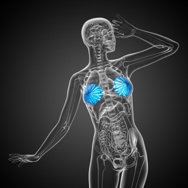 3D render Medikal illüstrasyon insan meme 