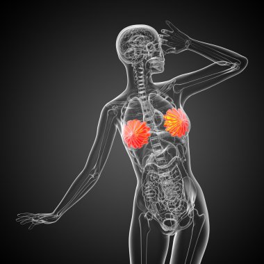 3D render Medikal illüstrasyon insan meme 