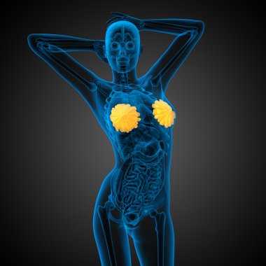 3D render Medikal illüstrasyon insan meme 