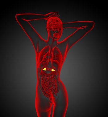 3d render medical illustration of the human adrenal glands clipart
