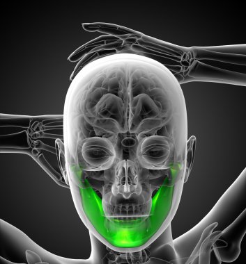 bir çene kemiği işlenmiş illüstrasyon