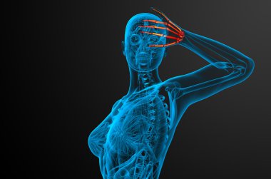 3D render illüstrasyon iskelet el 