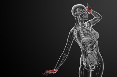 3D render illüstrasyon iskelet el 