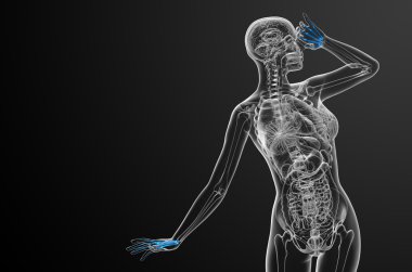 3D render illüstrasyon iskelet el 