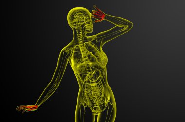 3D render illüstrasyon iskelet el 