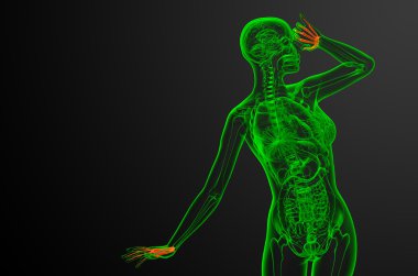 3D render illüstrasyon iskelet el 