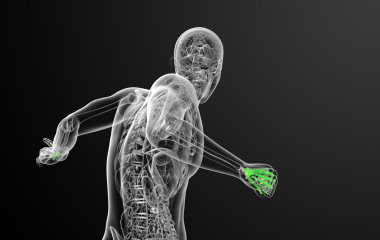 3D render illüstrasyon iskelet el 