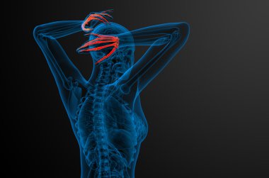 3D render illüstrasyon iskelet el 