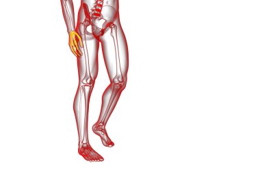 3D render illüstrasyon iskelet el 