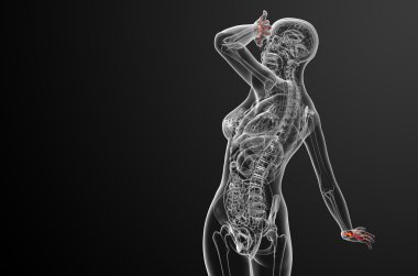 3D render illüstrasyon iskelet el 