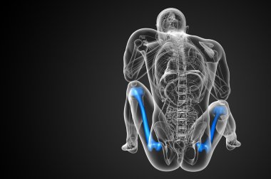 3D render Medikal illüstrasyon femur kemik 