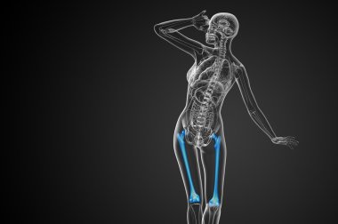 3D render Medikal illüstrasyon femur kemik 