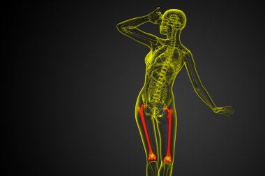 3D render Medikal illüstrasyon femur kemik 