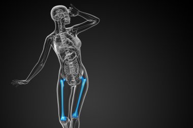 3D render Medikal illüstrasyon femur kemik 