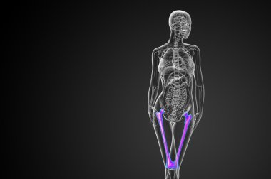 3D render Medikal illüstrasyon femur kemik 