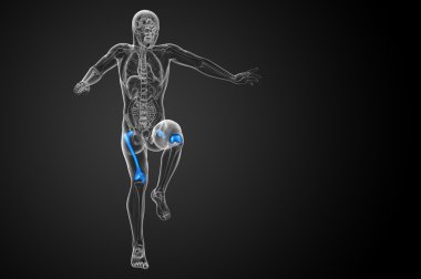 3D render Medikal illüstrasyon femur kemik 