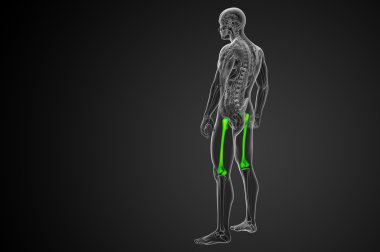 3D render Medikal illüstrasyon femur kemik 