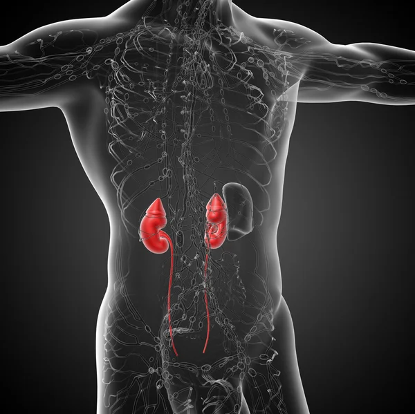 3d render medical illustration of the human kidney — Stock Photo, Image