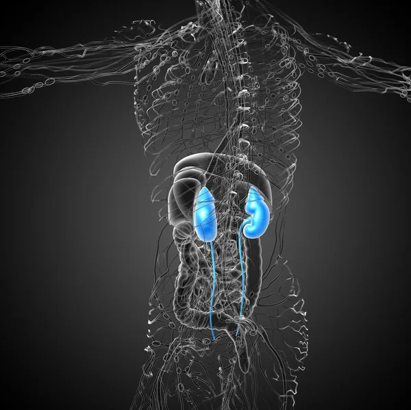 3d hacer ilustración médica del riñón humano —  Fotos de Stock