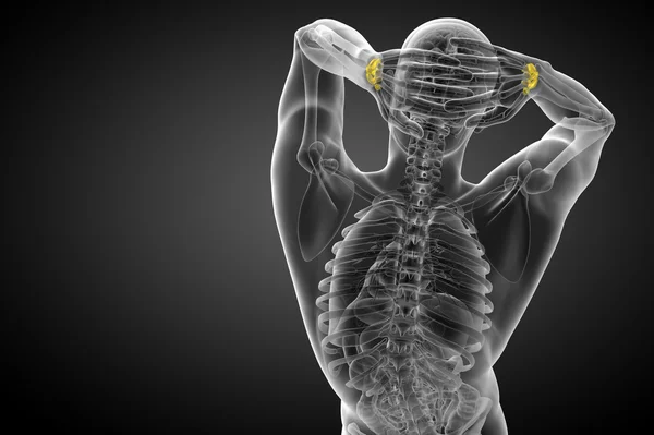 Illustration en 3D des os carpiens humains — Photo